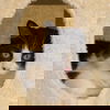 Chiffon