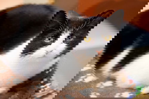 Smelt
