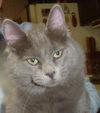 Simon
