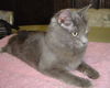 Simon