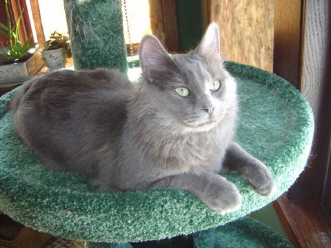 Simon
