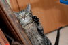 Annick
