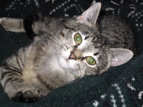 Violet 2009