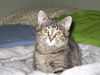 Violet 2009