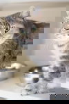 Ambrosia