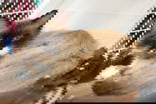 Gee