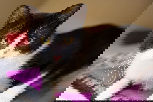 Samuel