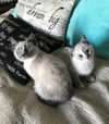 Koko