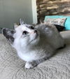 Koko