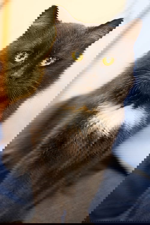 Gill