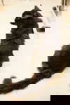 Gill