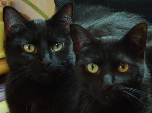 Nox and Lumos