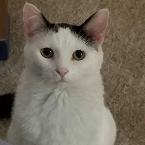 Oscar