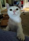 Oscar