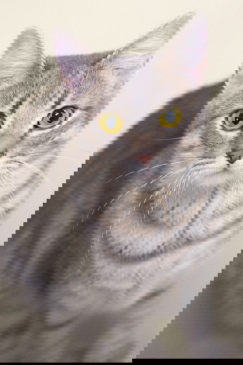 Zu Zu