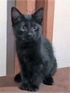 Wallace