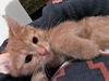 Tillie