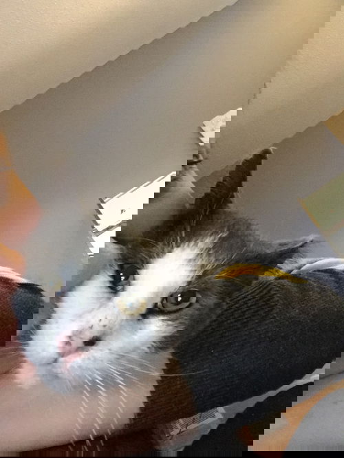 Gene