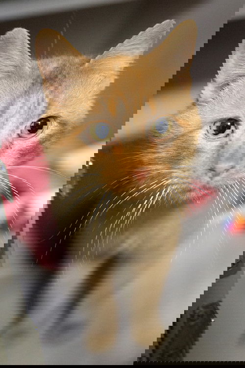 Jakari