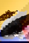 Sox