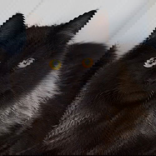 Unagi