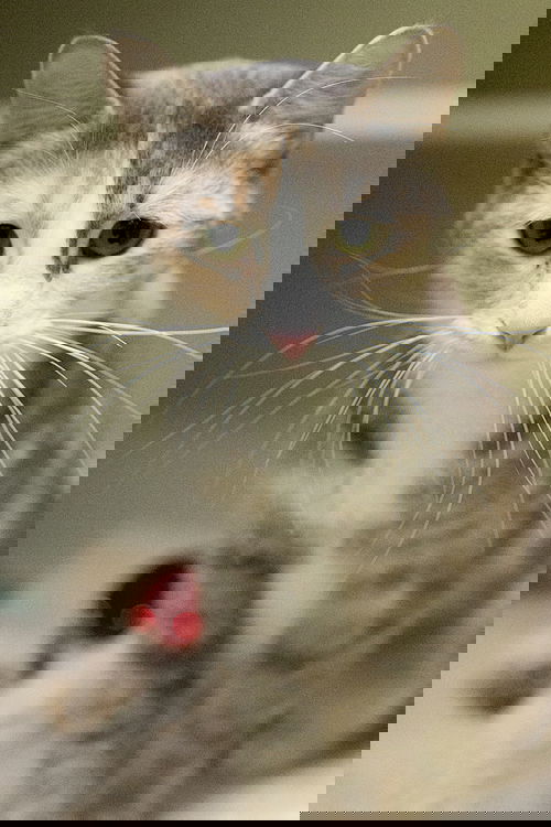 Seriana