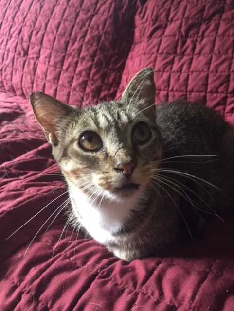 Gideon