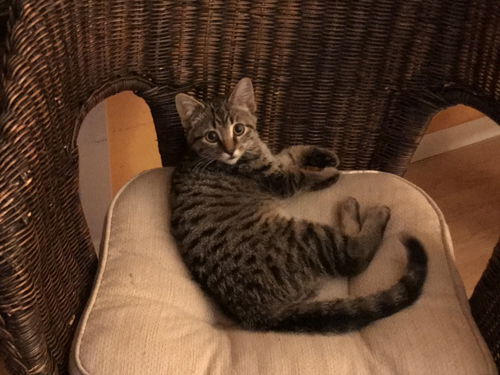 Simba