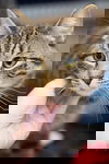 Sir