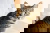 Sir