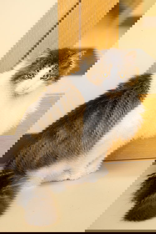 Anthony