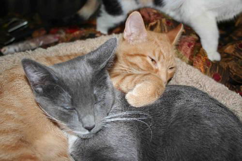Lacy & Pumpkin