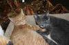 Lacy & Pumpkin