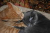 Lacy & Pumpkin