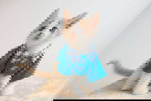 Pandura