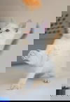 Hail