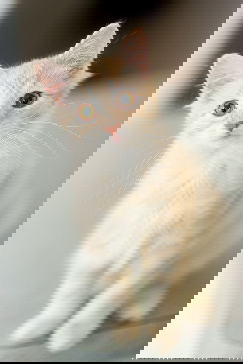Finch
