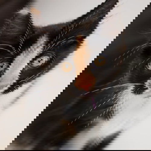 Skunky