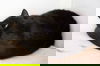 Fuzzy