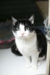 Whiskers