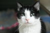 Whiskers