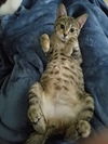 Timmie