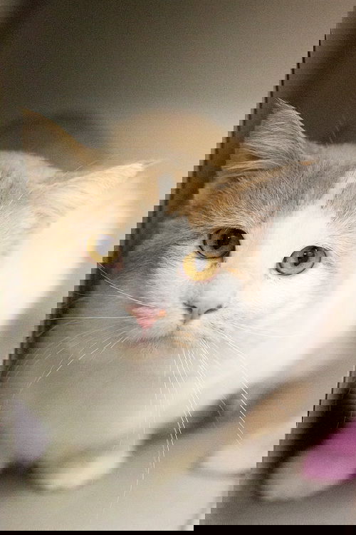 Jean Luc
