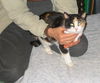 Callie