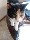 Callie