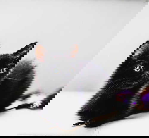 Darkwing Duck