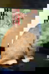 Bartholomew
