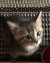 Black Bean