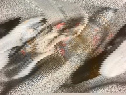 Cara-Mia