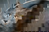 Gater